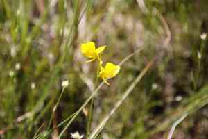 Horned bladderwort(Utricularia cornuta)