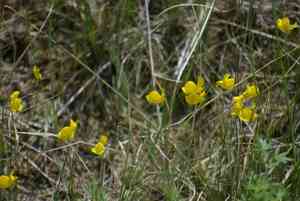 Horned bladderwort(Utricularia cornuta)