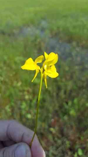 Horned bladderwort(Utricularia cornuta)