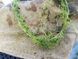 Bladderwort(Utricularia gibba)