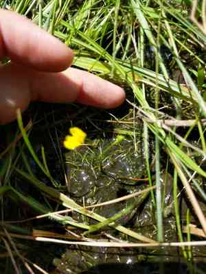 Bladderwort(Utricularia gibba)