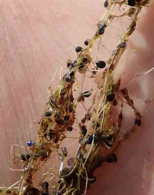 Bladderwort(Utricularia gibba)