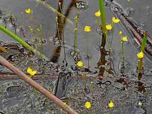 Bladderwort(Utricularia gibba)