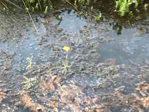 Swollen bladderwort(Utricularia inflata)