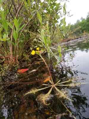 Swollen bladderwort(Utricularia inflata)