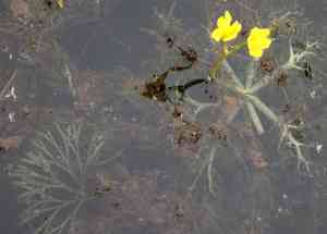 Swollen bladderwort(Utricularia inflata)