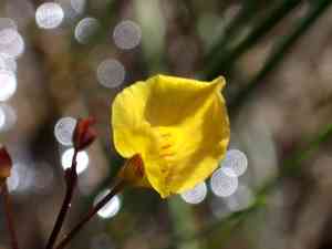 Lesser bladderwort(Utricularia minor)