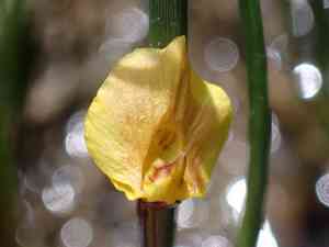 Lesser bladderwort(Utricularia minor)