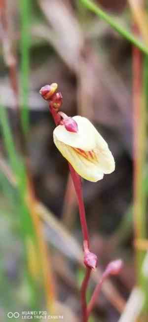 Lesser bladderwort(Utricularia minor)