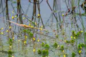 Lesser bladderwort(Utricularia minor)