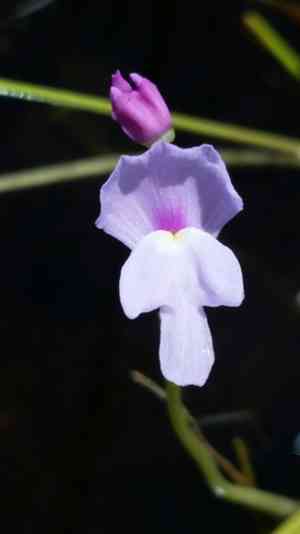 Eastern purple bladderwort(Utricularia purpurea)