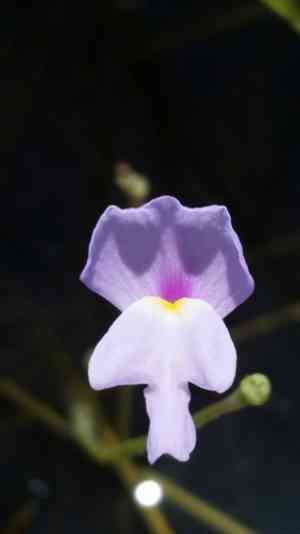 Eastern purple bladderwort(Utricularia purpurea)