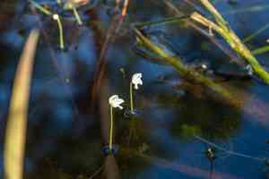 Eastern purple bladderwort(Utricularia purpurea)
