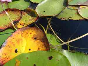 Eastern purple bladderwort(Utricularia purpurea)