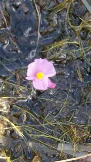 Lavender bladderwort(Utricularia resupinata)