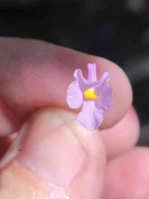 Lavender bladderwort(Utricularia resupinata)