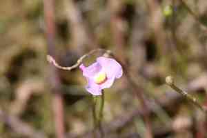 Lavender bladderwort(Utricularia resupinata)