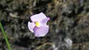 Lavender bladderwort(Utricularia resupinata)