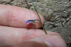 Asian bladderwort(Utricularia uliginosa)