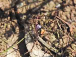 Asian bladderwort(Utricularia uliginosa)