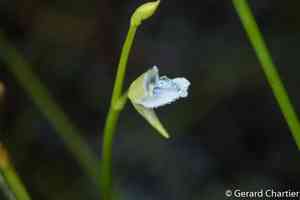 Asian bladderwort(Utricularia uliginosa)