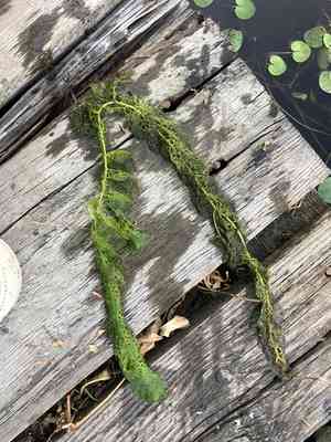 Bladderworts (Utricularia)(Utricularia)