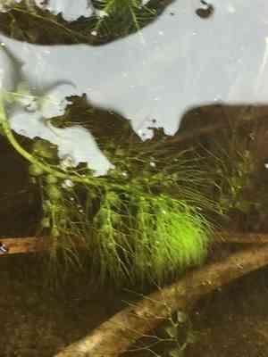 Bladderworts (Utricularia)(Utricularia)
