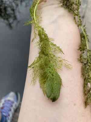 Bladderworts (Utricularia)(Utricularia)