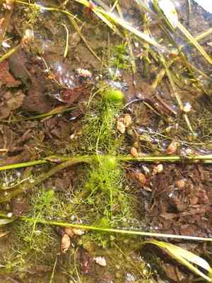 Bladderworts (Utricularia)(Utricularia)
