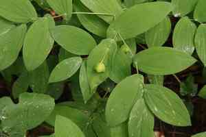 Large-flowered bellwort(Uvularia grandiflora)