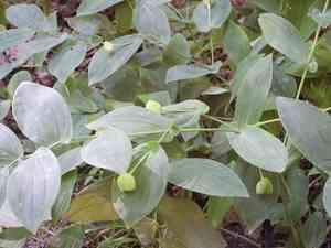 Large-flowered bellwort(Uvularia grandiflora)