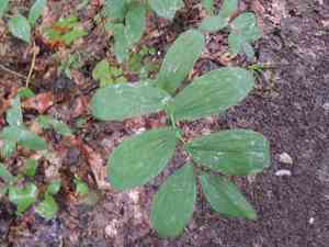 Large-flowered bellwort(Uvularia grandiflora)