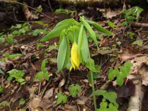 Large-flowered bellwort(Uvularia grandiflora)