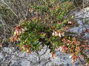 Darrow's Blueberry(Vaccinium darrowii)