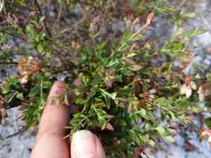 Darrow's Blueberry(Vaccinium darrowii)