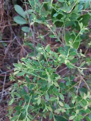 Darrow's Blueberry(Vaccinium darrowii)