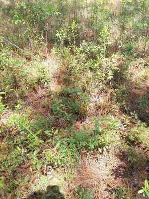 Darrow's Blueberry(Vaccinium darrowii)