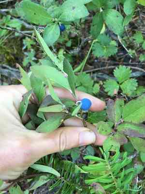 Cascade bilberry(Vaccinium deliciosum)
