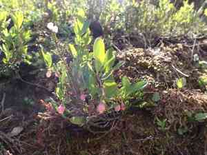 Cascade bilberry(Vaccinium deliciosum)