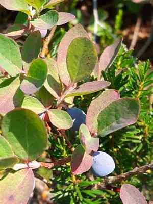 Cascade bilberry(Vaccinium deliciosum)