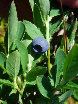 Cascade bilberry(Vaccinium deliciosum)