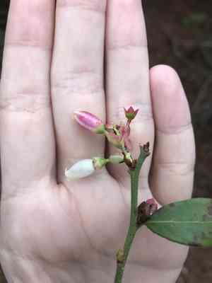 Elliott's blueberry(Vaccinium elliottii)