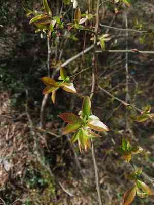 Elliott's blueberry(Vaccinium elliottii)