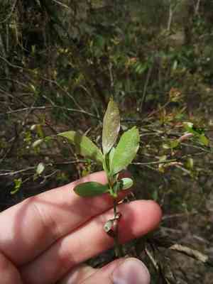 Elliott's blueberry(Vaccinium elliottii)