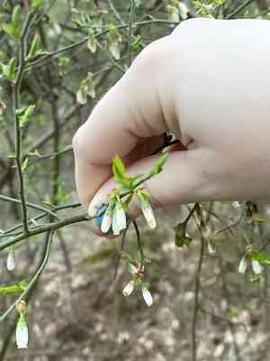 Elliott's blueberry(Vaccinium elliottii)