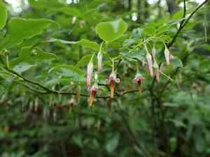 Southern mountain cranberry(Vaccinium erythrocarpum)