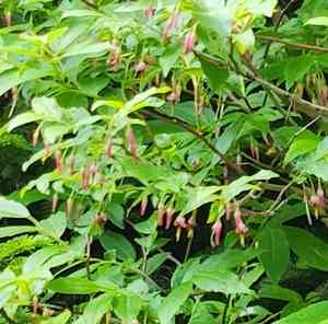 Southern mountain cranberry(Vaccinium erythrocarpum)
