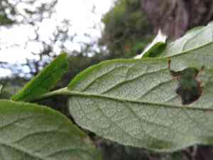 Southern mountain cranberry(Vaccinium erythrocarpum)