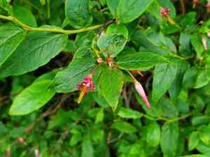 Southern mountain cranberry(Vaccinium erythrocarpum)