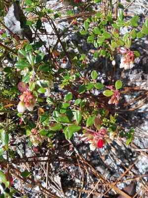 Shiny blueberry(Vaccinium myrsinites)